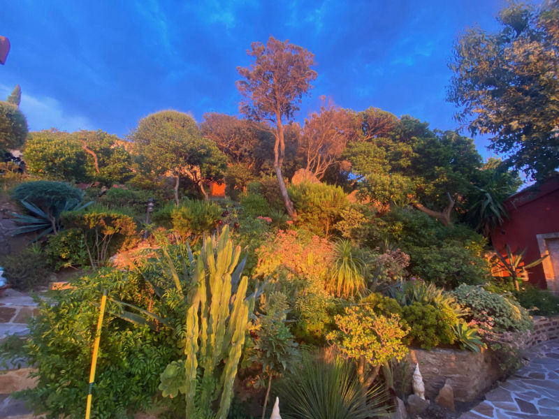 le rouquier du levant