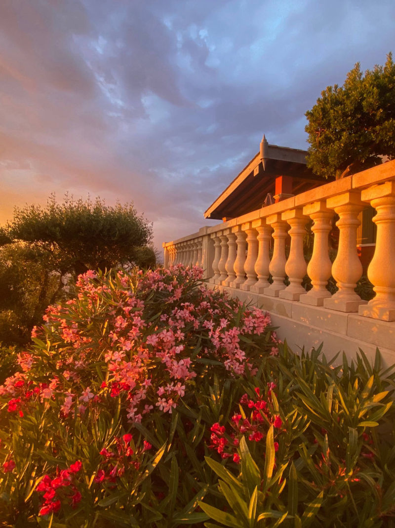 le rouquier du levant