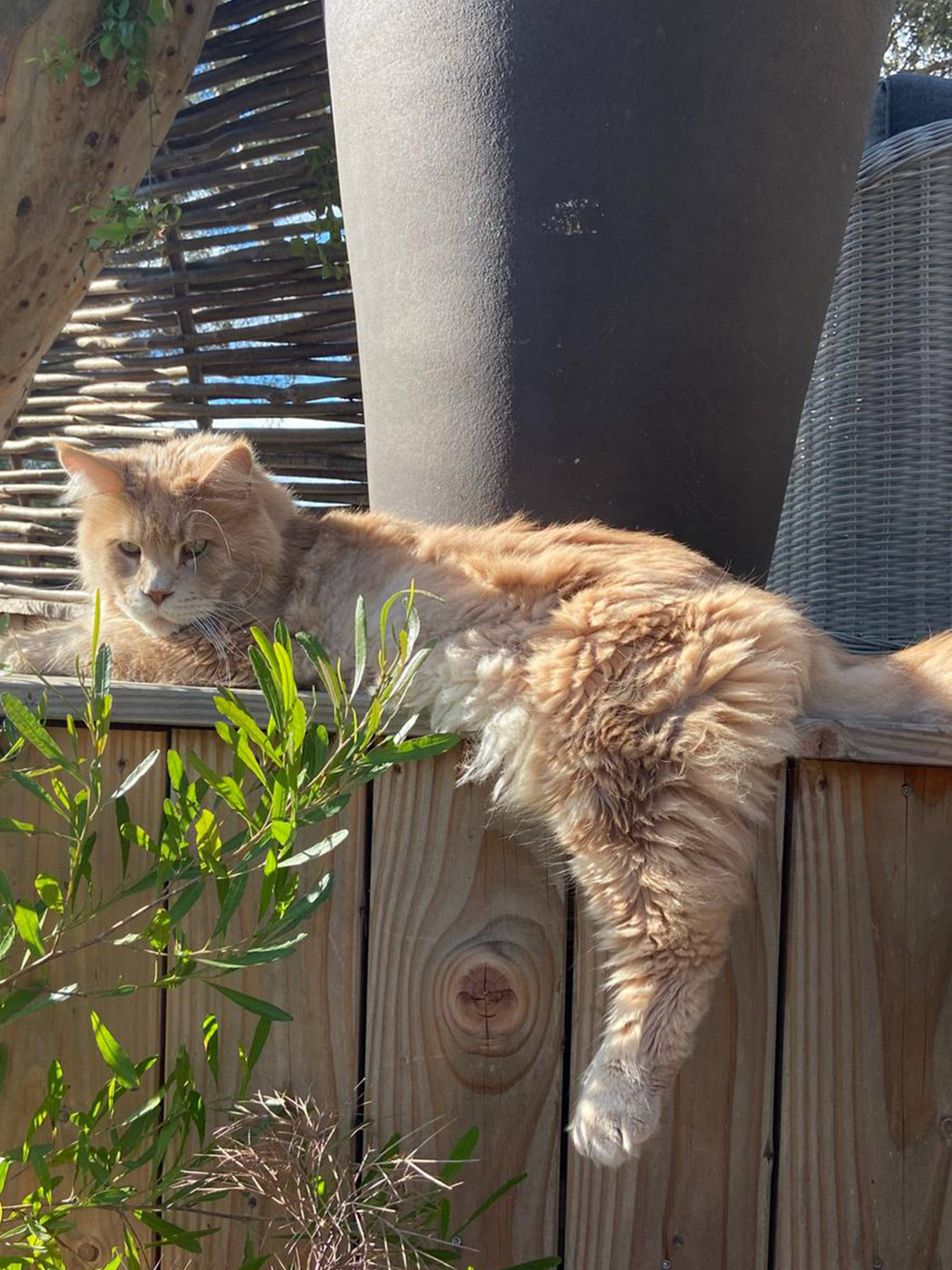 le rouquier du levant
